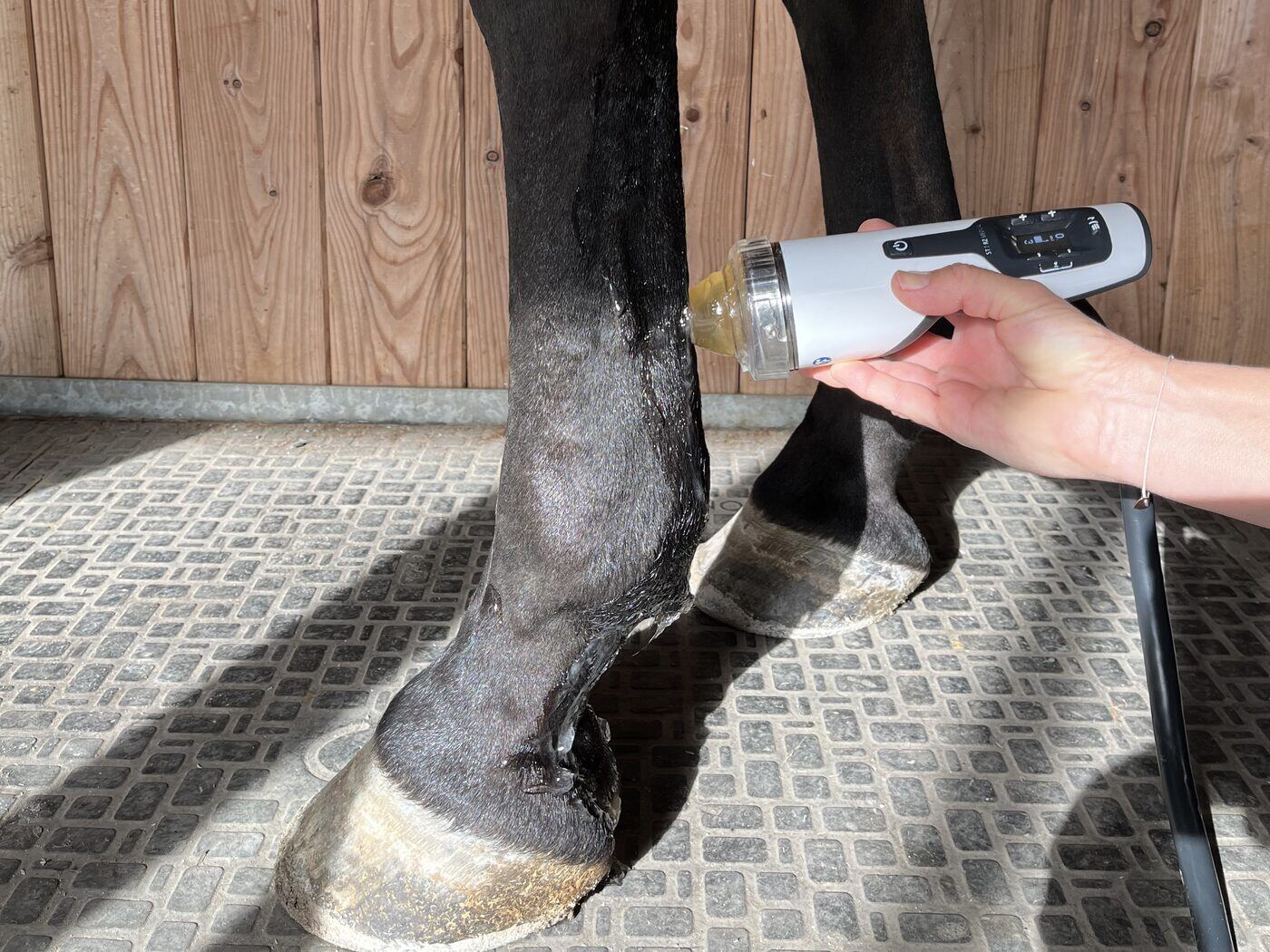 Shockwave treatment of a horse’s flexor tendon