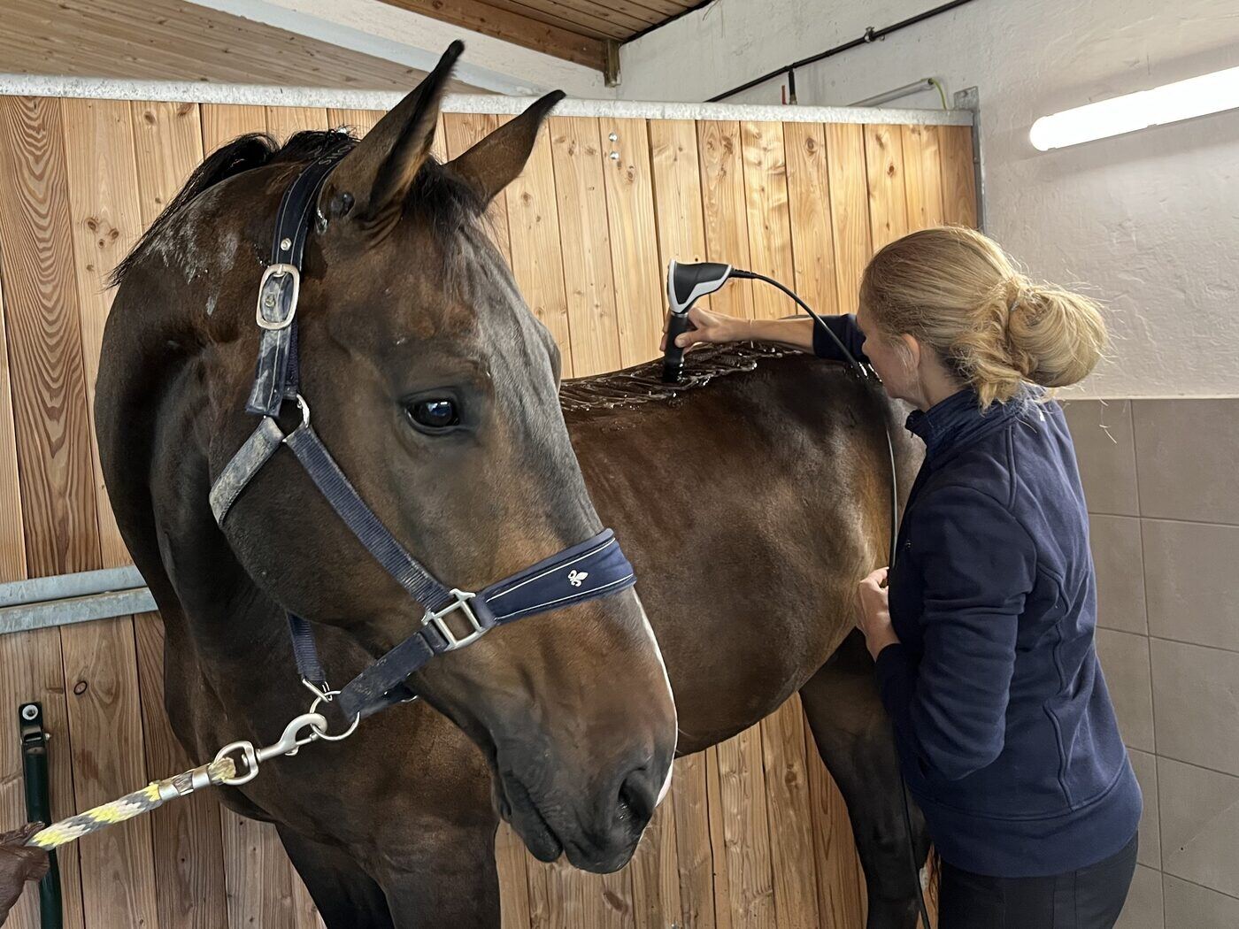 Shockwave treatment of a horse’s back
